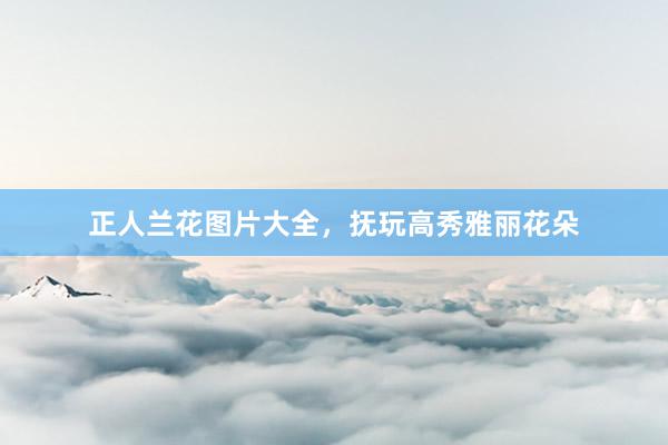正人兰花图片大全，抚玩高秀雅丽花朵